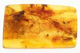 Fossil Caddisfly, Dagger Fly, Midges, and Crane Fly in Baltic Amber #278633-1